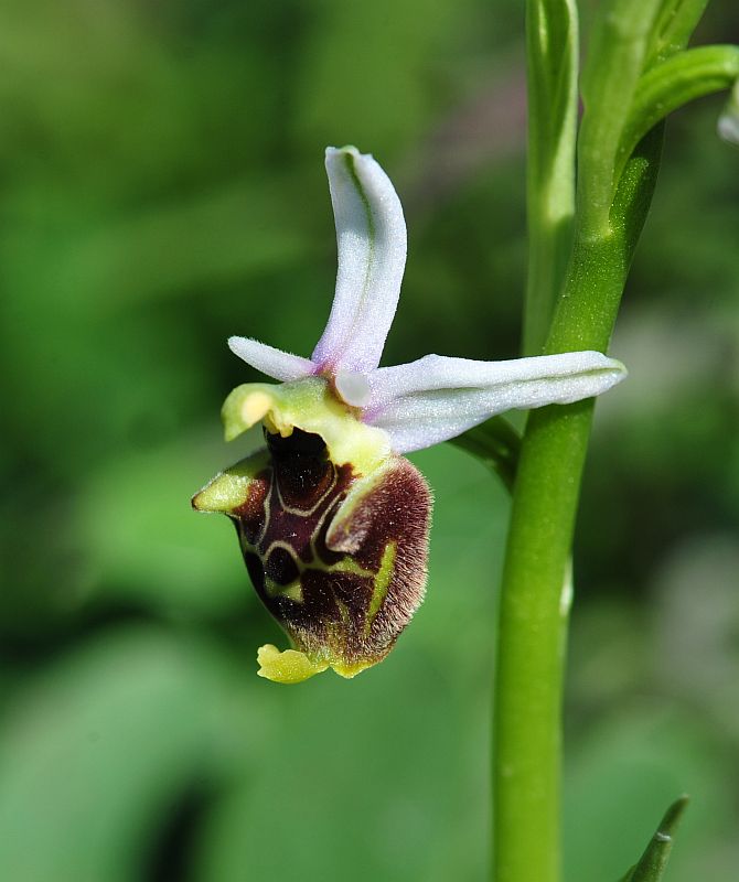 Ophrys molisane